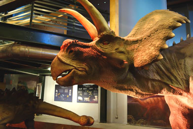 heraklion muse histoire naturelle tricratop